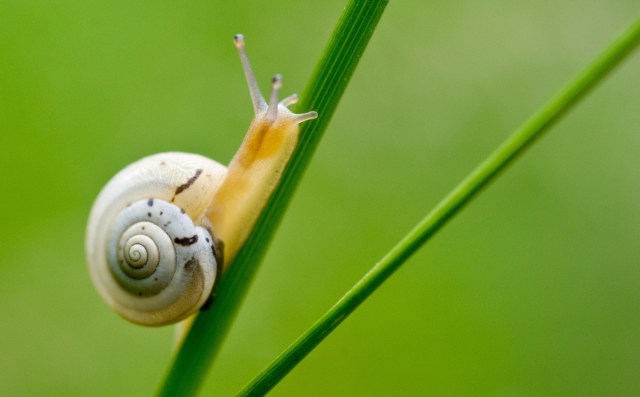 A small Pulmonate land snail is on it's way up a blade of grass.  Patrick Pleul/DPA/PA Images 