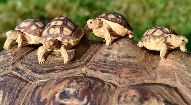 Three-week-old baby sulcatta tortoises. 