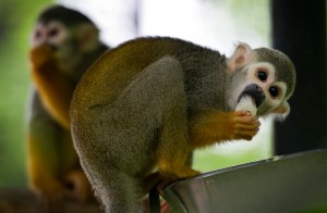 How to eat from the magic money tree (which happens to have the same initials as ‘modern monetary theory’)