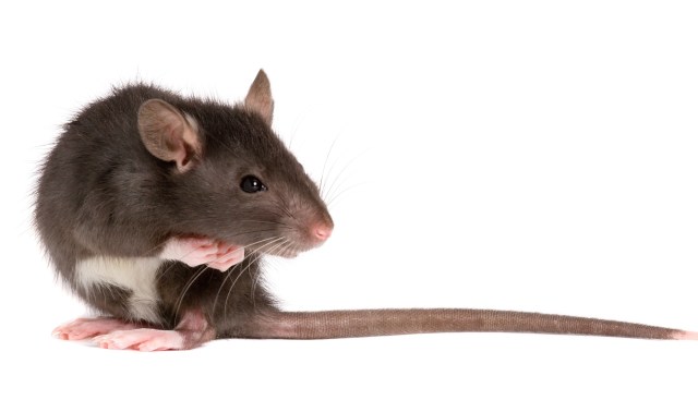 Return of the genetically modified rats