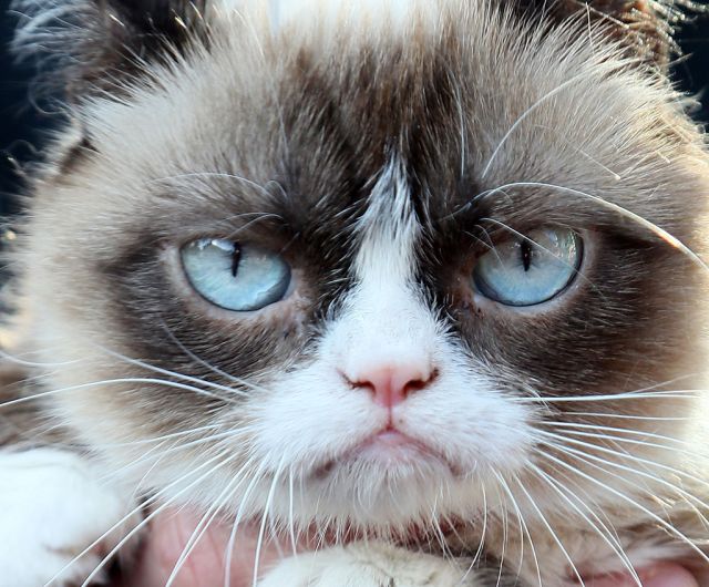 What cats taught me about philosophy