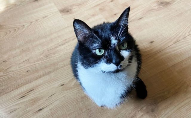 Cats don't overthink. Credit: Vittorio Zunino Celotto/Getty Images