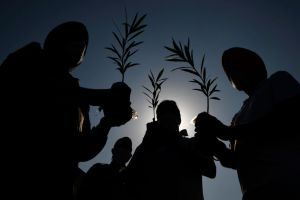 Stop planting more trees!