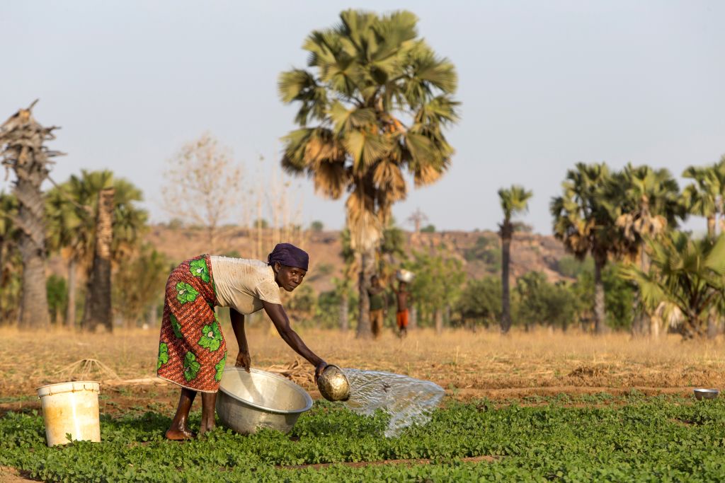 A woman waters her field in Karsome, Togo. 