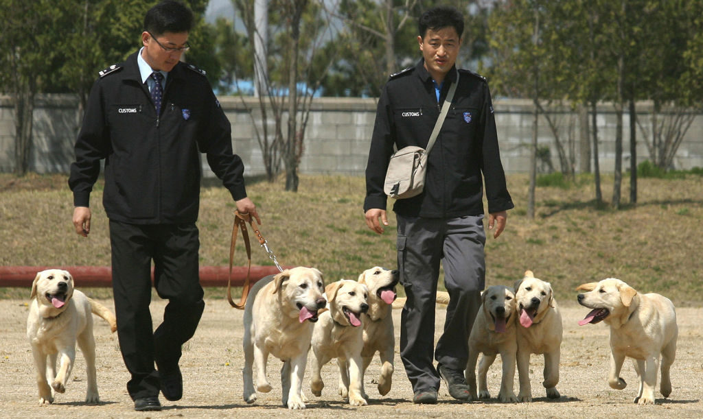 Seeing double? 80% of South Korean sniffer dogs are now clones. Credit: Getty 
