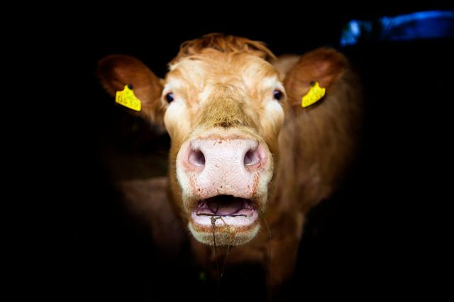 We're on the cusp of a new Anglo-Irish trade war. Credit: Timothy Seren/ullstein bild/Getty