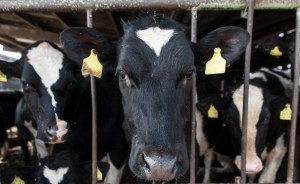 The UK-Australia trade deal is a disaster for animal rights