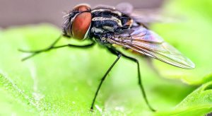 Would you pull the legs off a fly?