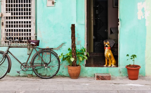 Waiting for his owner (Getty)