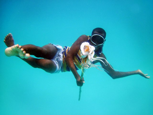 Is octopus meat murder? Credit: Per-Anders Pettersson