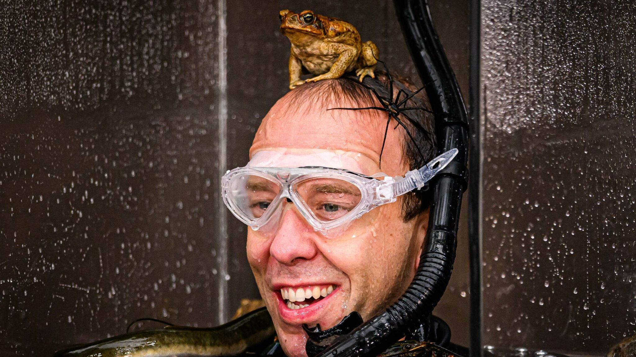 A grotesque toad, with a jungle amphibian perched on his head.