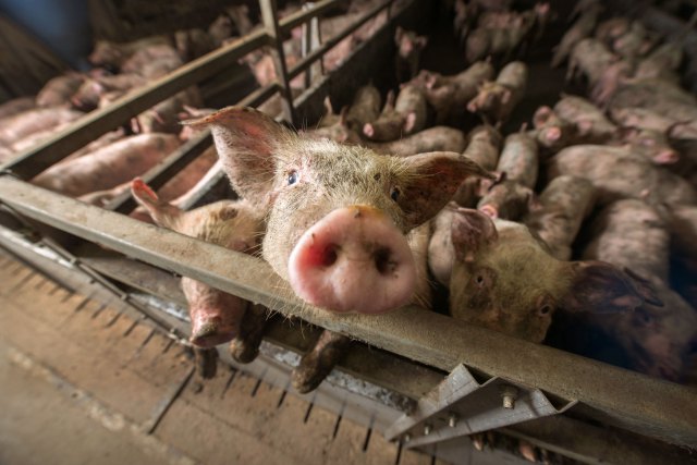 How to save Britain’s pig farms