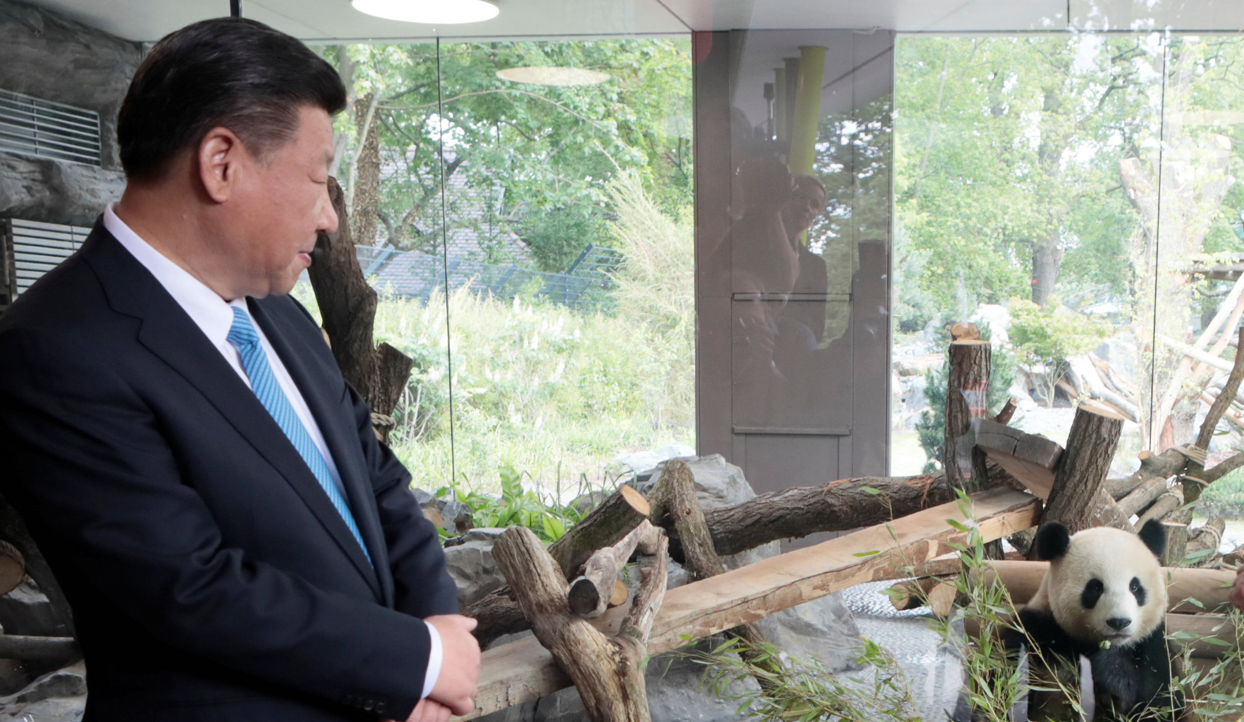 Sinophobic nations can discover that the pandas in their zoos are suddenly recalled home. Credit: Getty  