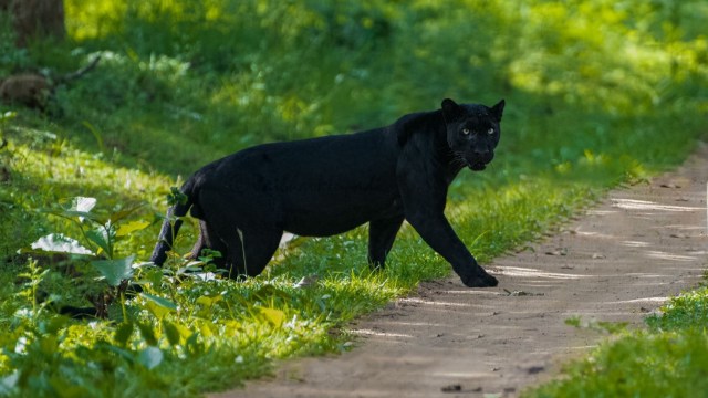 'I still remember her magnificent tail.' Getty Images