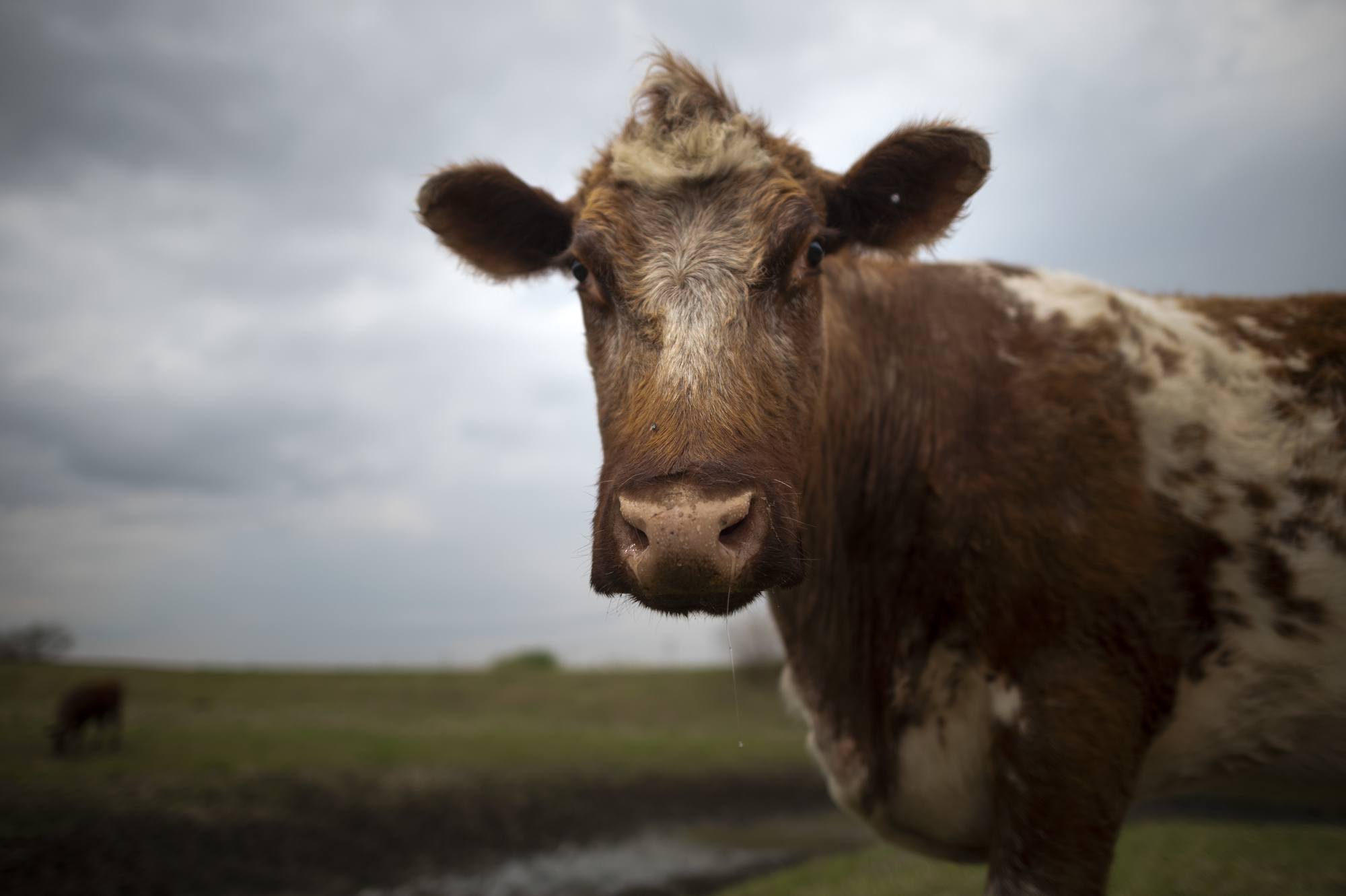 A noted proponent of the World Bank report. Credit: Getty