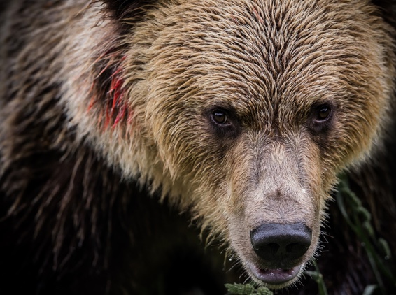 The grizzly truth about the West