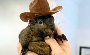 Peanut the Squirrel was no match for the administrative state