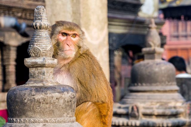 Are animals hard-wired for gratitude? Credit: Getty