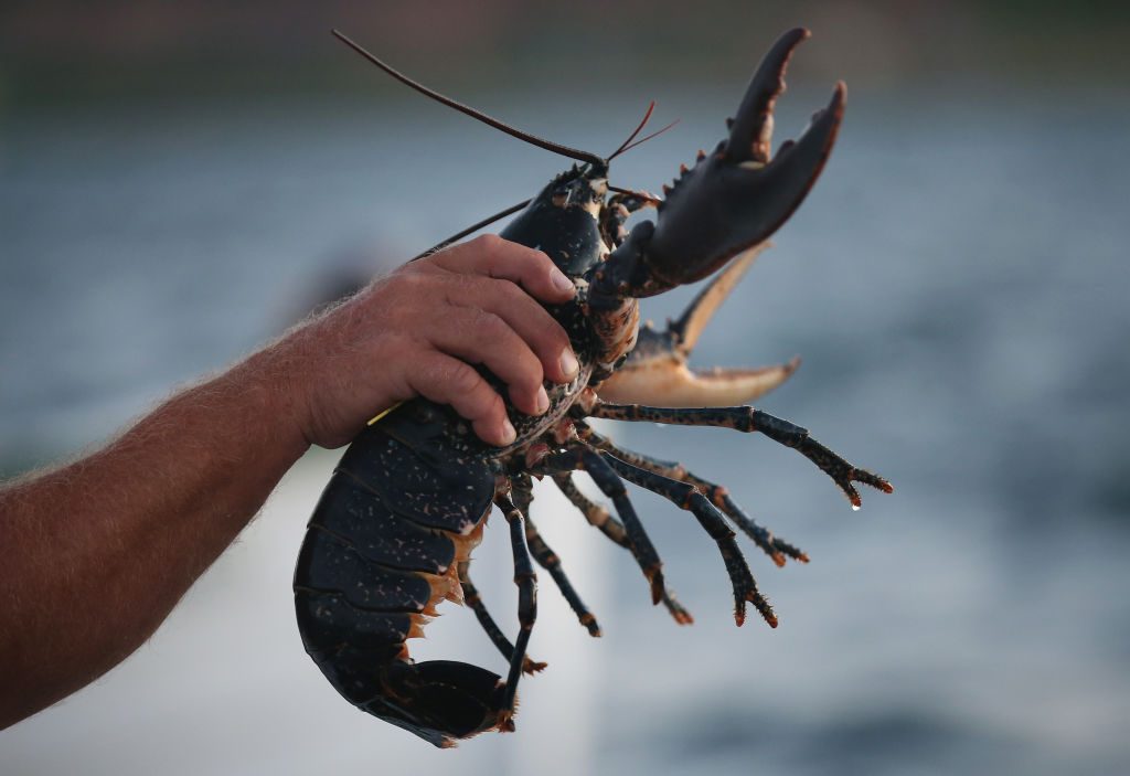‘Aside from the sadism involved, lobster is hugely overrated.’ Credit: Getty