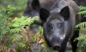 Can boars make Britain great again?