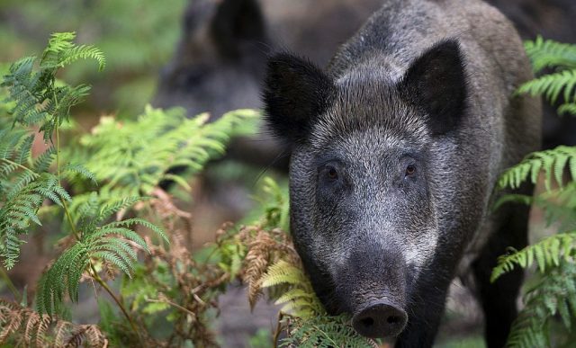 Can boars make Britain great again?