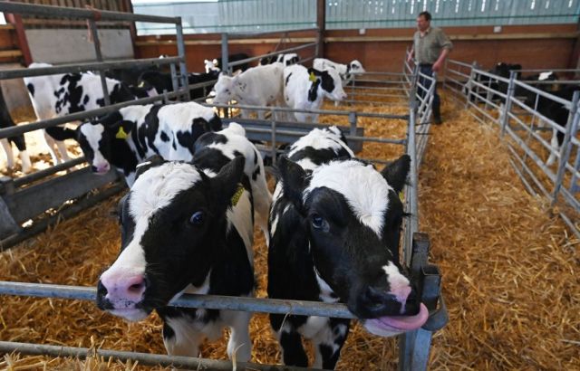 Shelves may remain stocked, but at what price to the cow? Credit: Getty